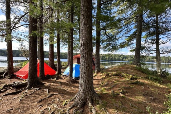 Tents behind white pine trees, when Manhattan Kayak members escaping NYC and going kayak camping in the Adirondacks.