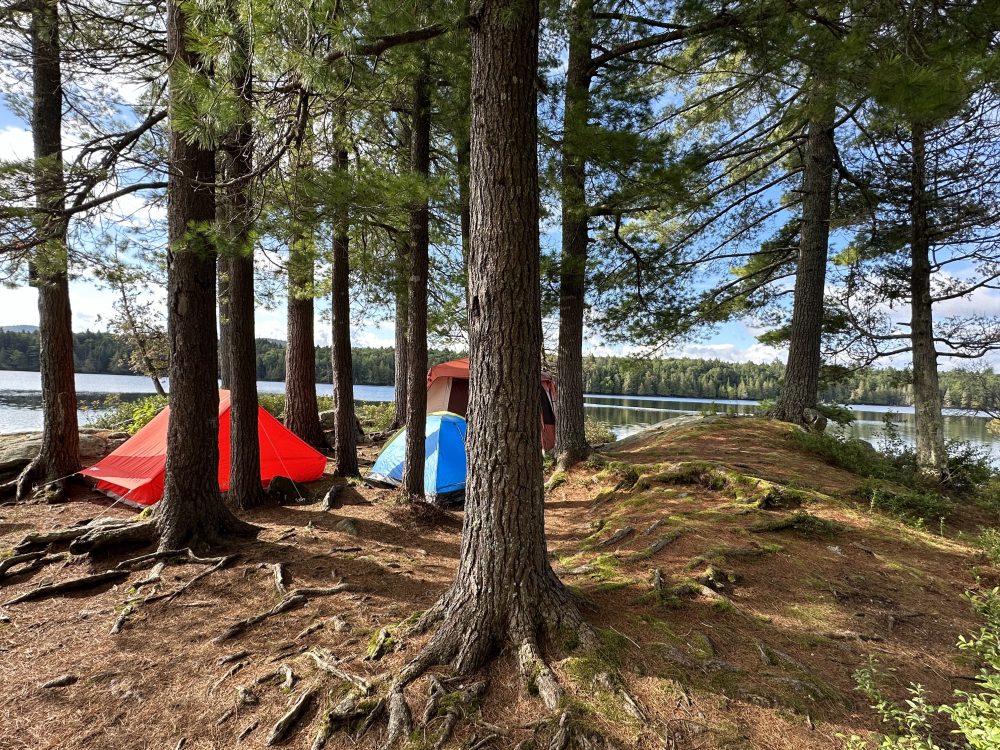Tents behind white pine trees, when Manhattan Kayak members escaping NYC and going kayak camping in the Adirondacks.