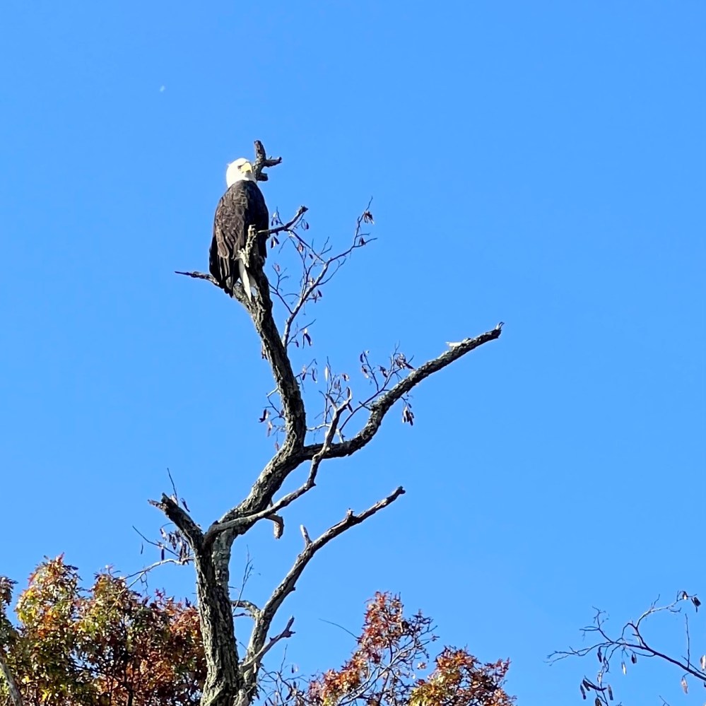 a bird perched on a tree branch
