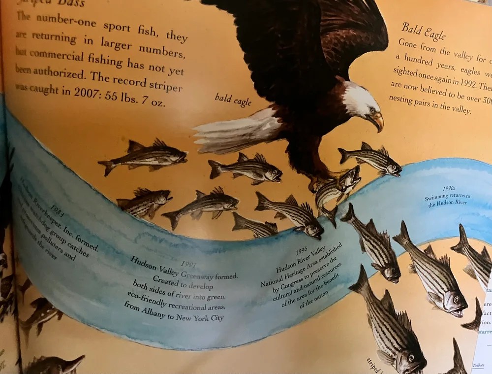 Illustration of a bald eagle swooping over a river with fish and timeline notes.